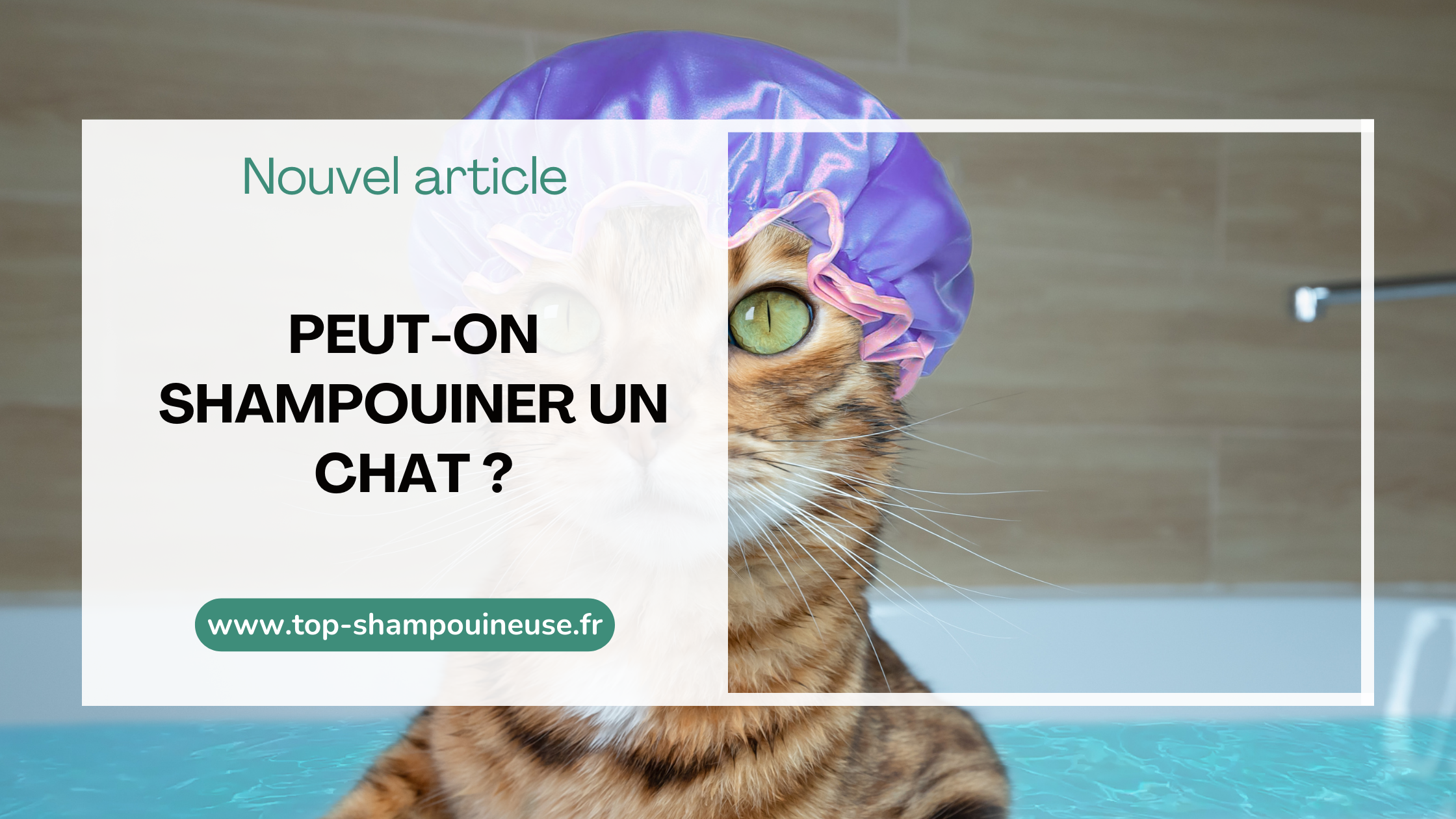 Peut-on shampouiner un chat ?