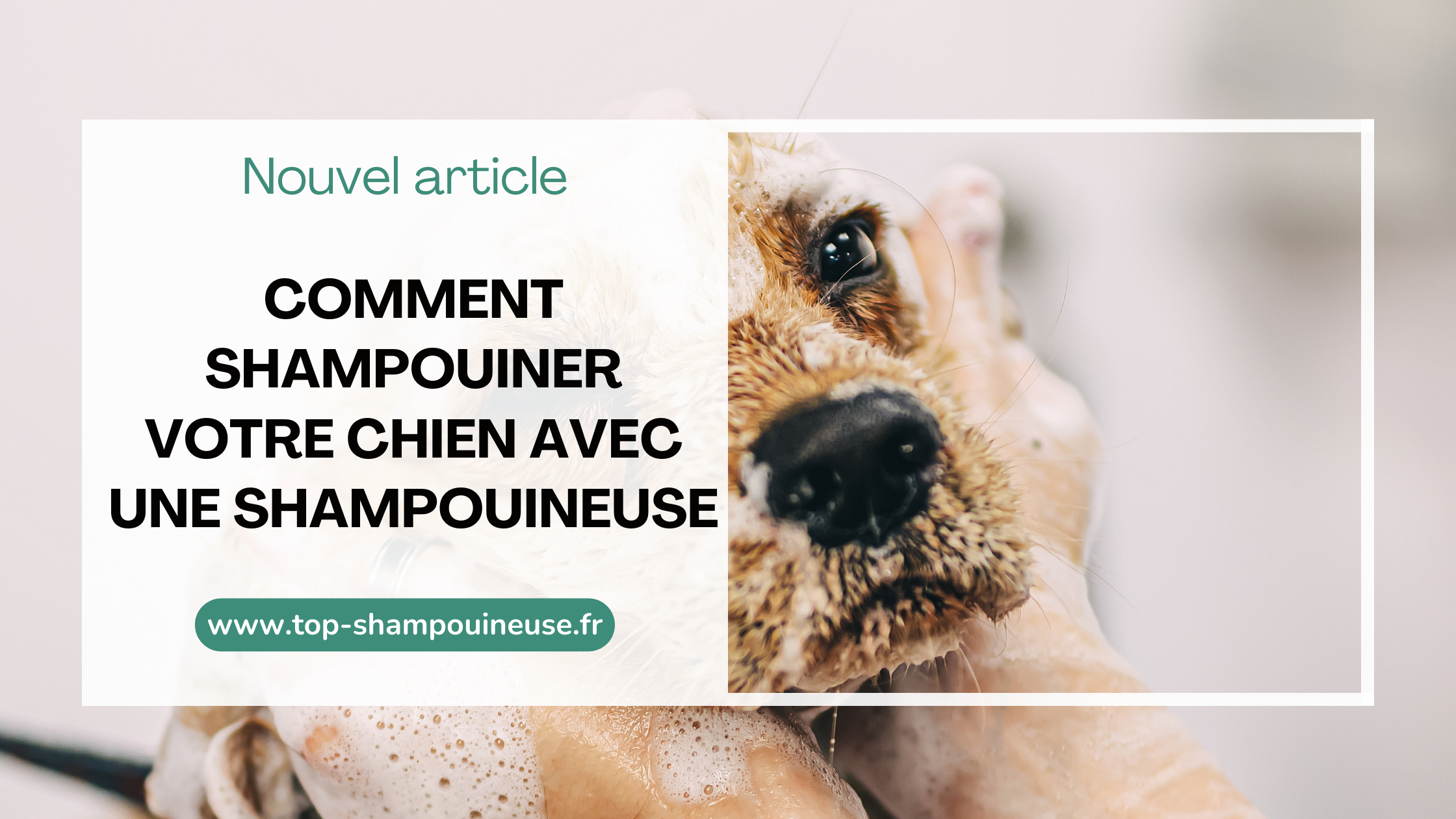 Comment shampouiner votre chien avec une shampouineuse