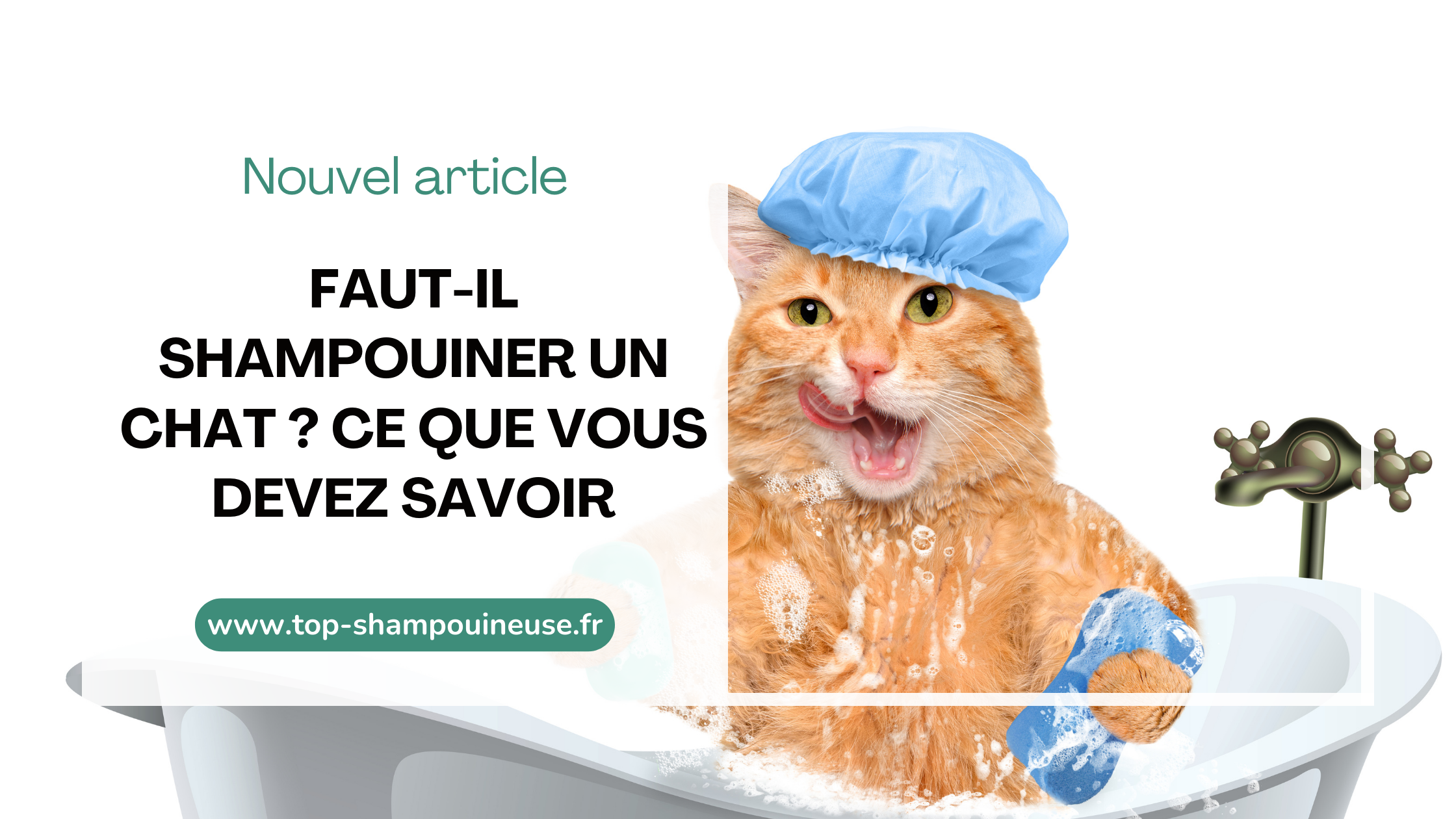 Faut-il shampouiner un chat ? Ce que vous devez savoir